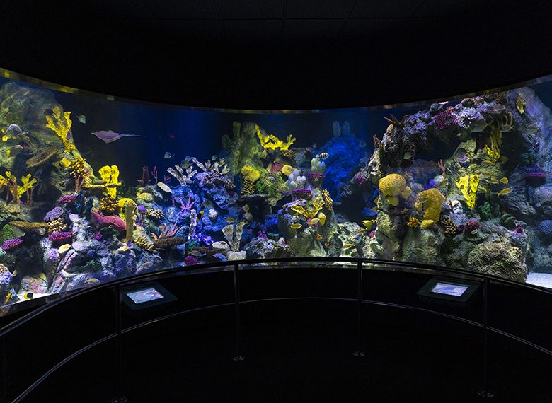 loro parque acuario (13)